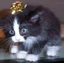 kitten.jpg