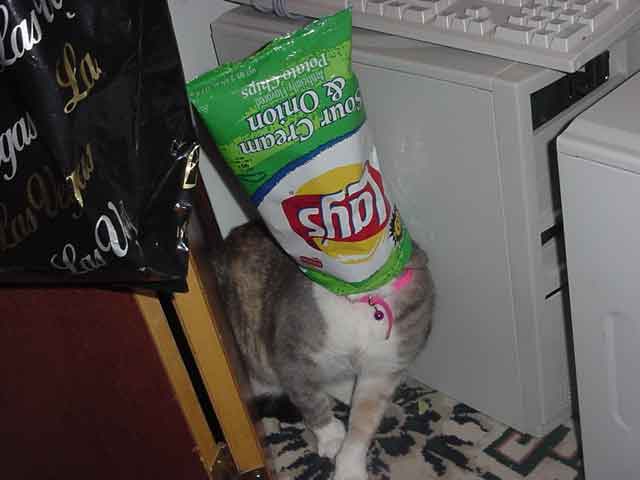 catbag2.jpg