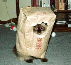 bagcat.jpg